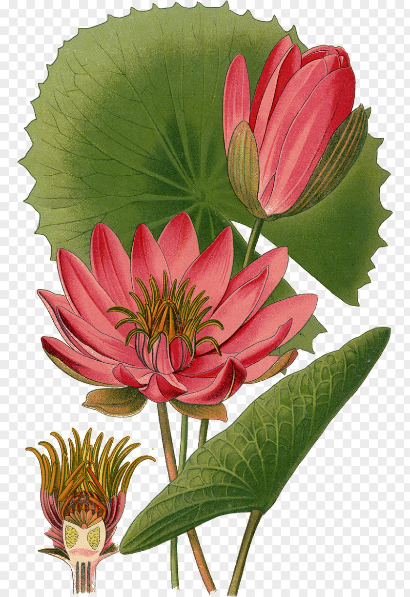 Flower Nymphaea Lotus Egyptian White Water-Lily Botanical Illustration Botany PNG