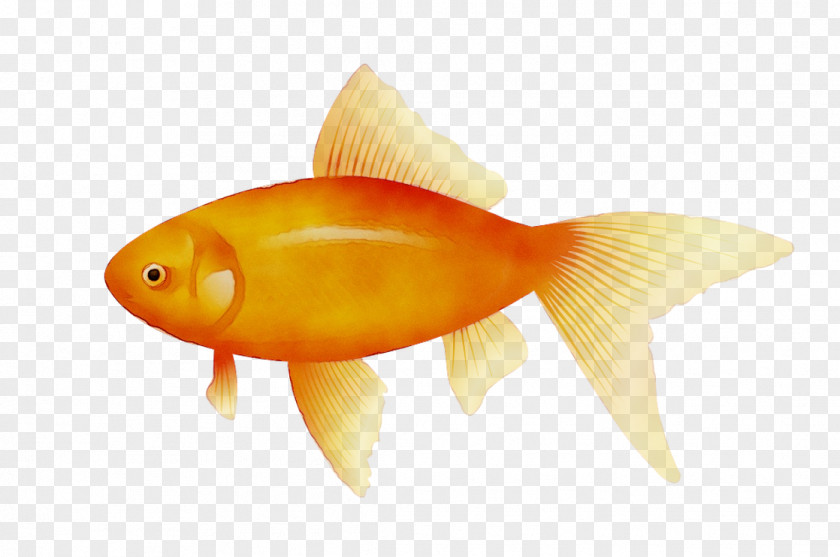 Goldfish Koi Pufferfish PNG