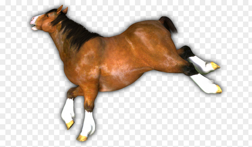 Mustang Foal Stallion Colt Halter PNG