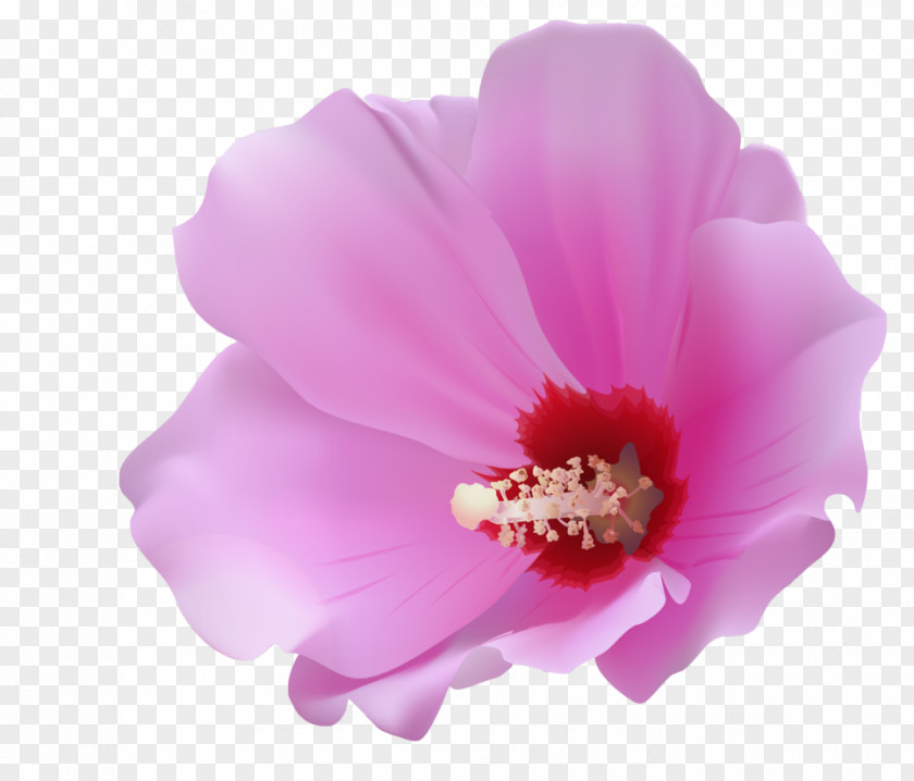 Pink Flower Petal Clip Art PNG
