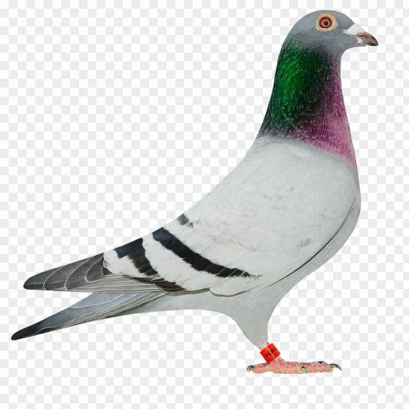 Baby Pigeon Homing Columbinae Rock Dove Stock Bird PNG