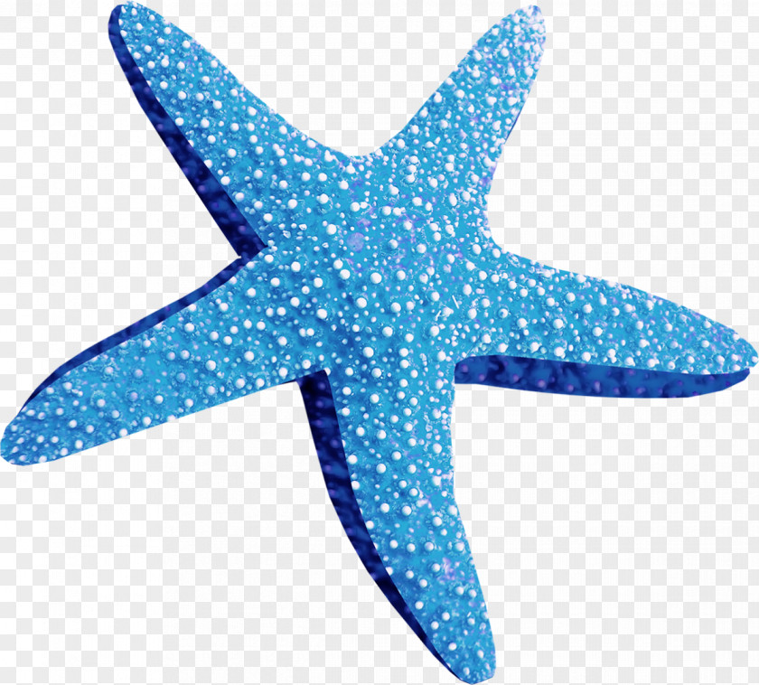 Conch Starfish Clip Art PNG
