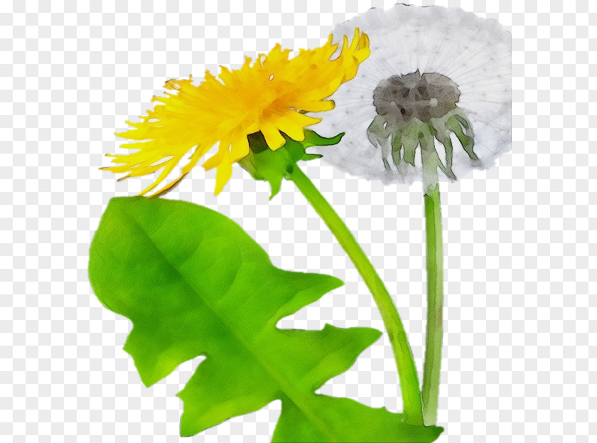 Cut Flowers Plant Stem Flower Flowering Dandelion PNG