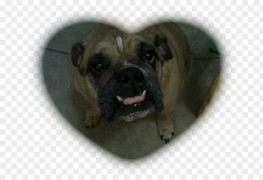 Fluffable Dog Walking Pet Sitting And Home Boardi Breed Toy Bulldog Bullmastiff Pug Dorset Olde Tyme Bulldogge PNG