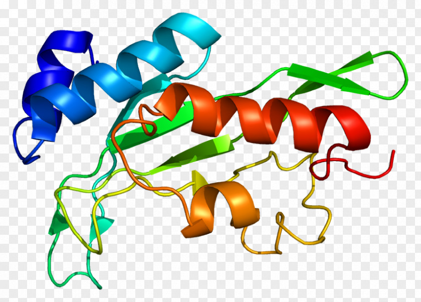 Protein TSG101 Gene Product Cell PNG