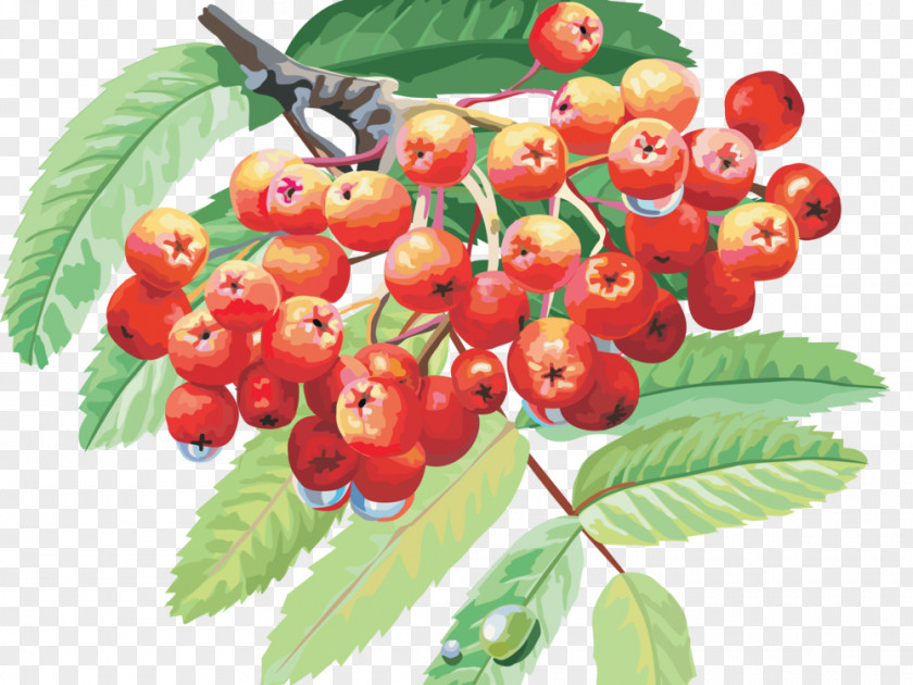 3D Computer Graphics Fruit Drawing PNG