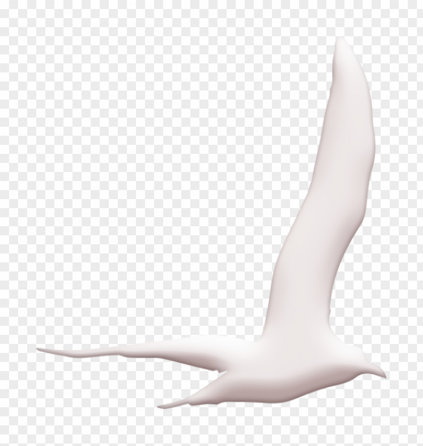 Bird Icon Gull Flying Shape Animal Kingdom PNG