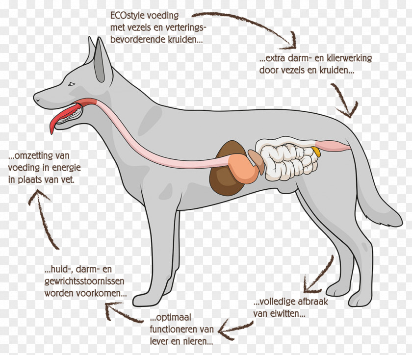 Dog Anatomy Gastrointestinal Tract Digestion Human Digestive System PNG