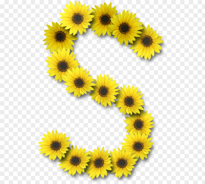 Floral Decoration Letter Case Alphabet Common Sunflower PNG