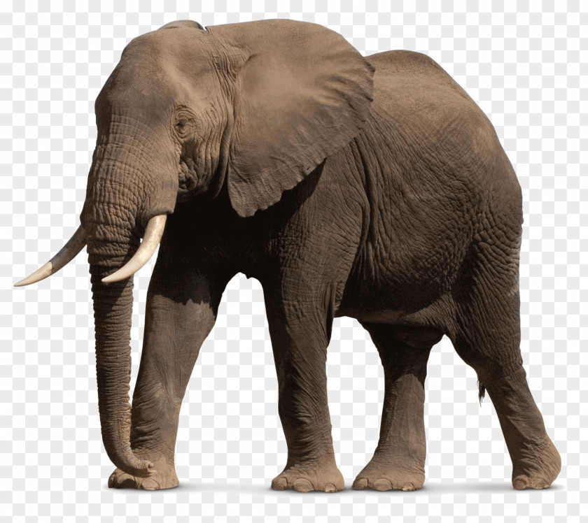 Lion African Bush Elephant Asian Hippopotamus Zoo Tycoon 2 PNG