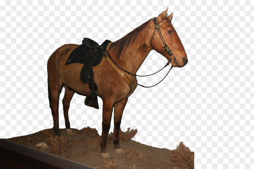 Mustang Mare Bridle Horse Harnesses Rein PNG