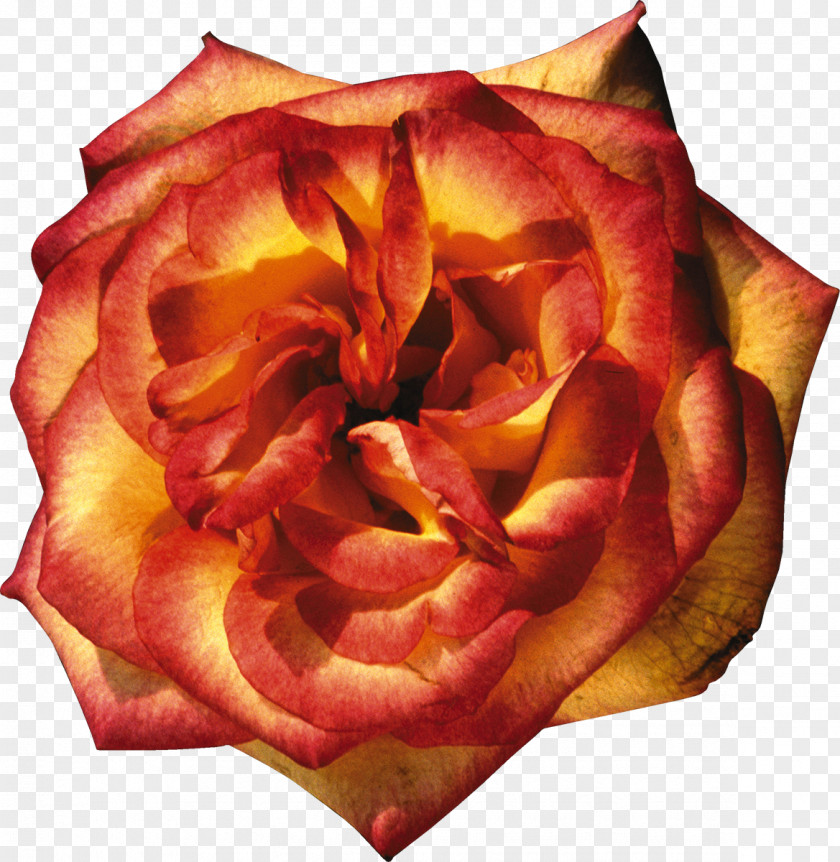 Rose Petals Garden Roses Orange Yellow Clip Art PNG
