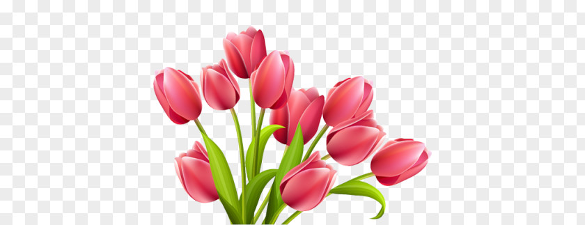 Tulip Flower Rose Clip Art PNG