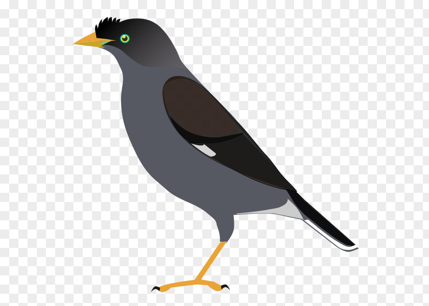 Bird Common Myna Raven Crow Family PNG