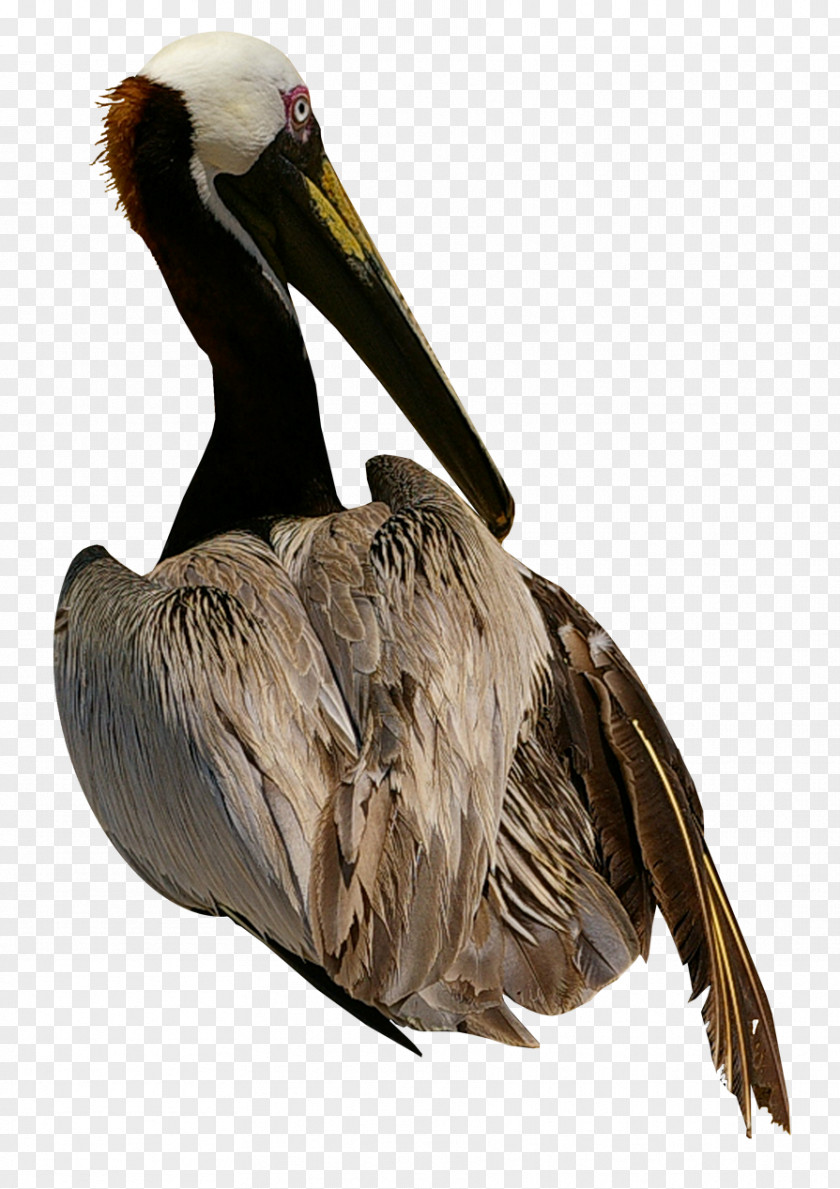 Goose Pelican Bird Cygnini Domestic PNG