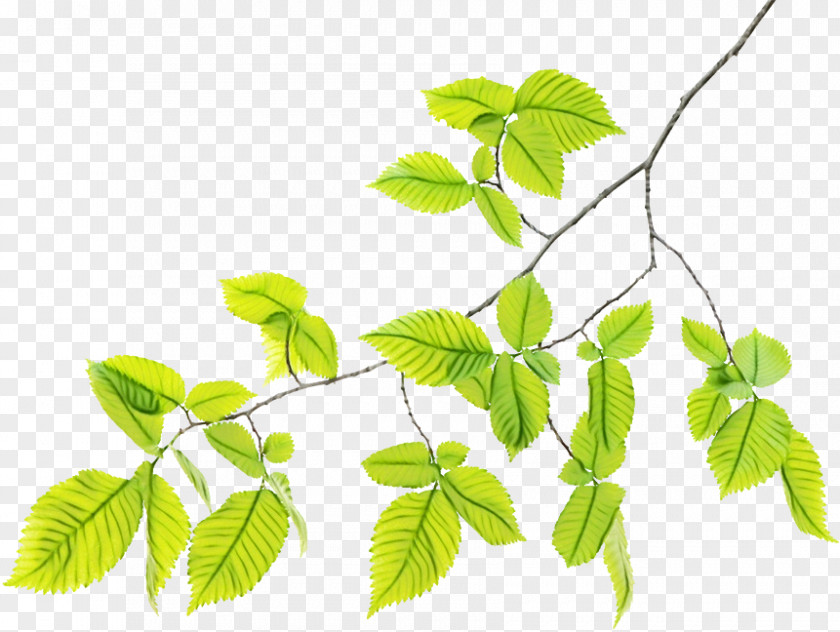 Ivy Family Herb Tree Background PNG