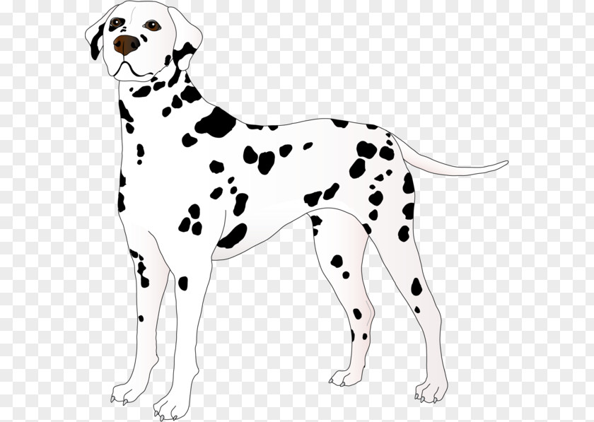 Puppy Dalmatian Dog Breed Companion Clip Art PNG