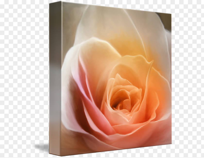 Rose Leslie Garden Roses Rosaceae Gallery Wrap Petal PNG