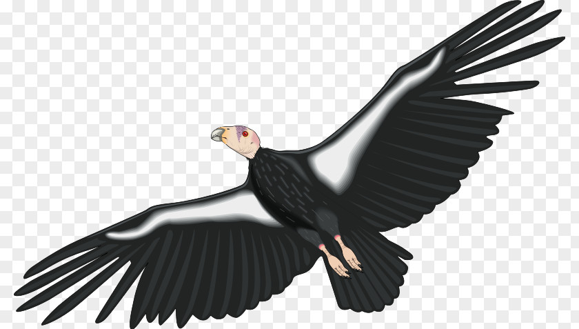 California Condor Clip Art PNG