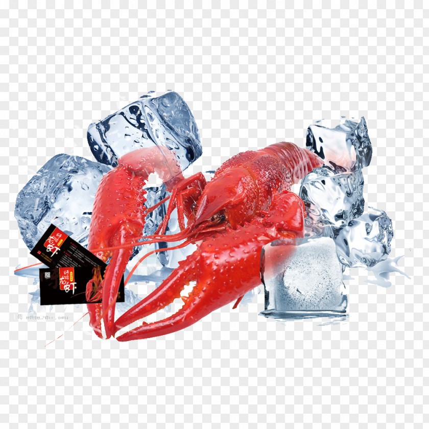 Lobster Fundal PNG