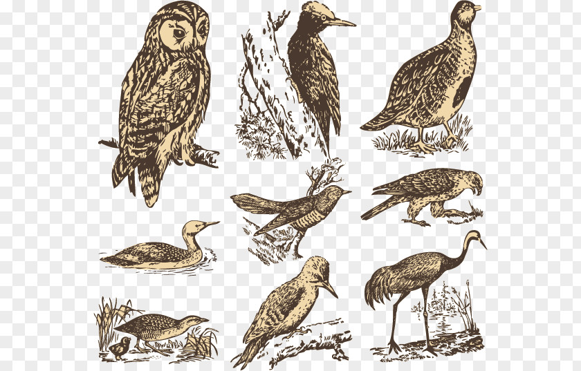 Vector Animals Bird Euclidean Illustration PNG