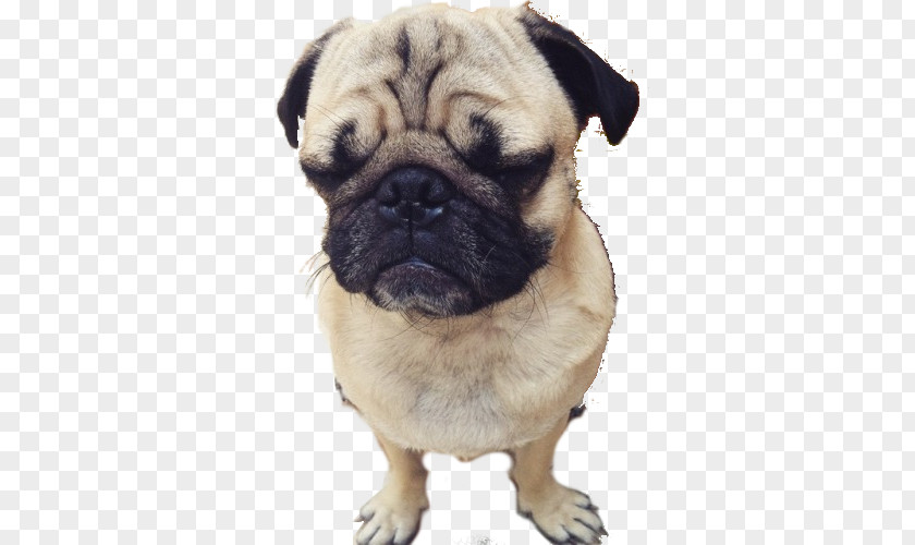Pug Dog Breed Companion Puppy Toy PNG