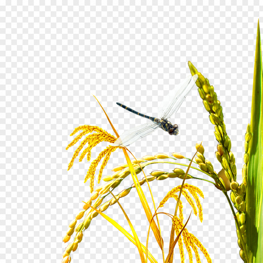 Rice Harvest Oryza Sativa Download Poster Agriculture PNG