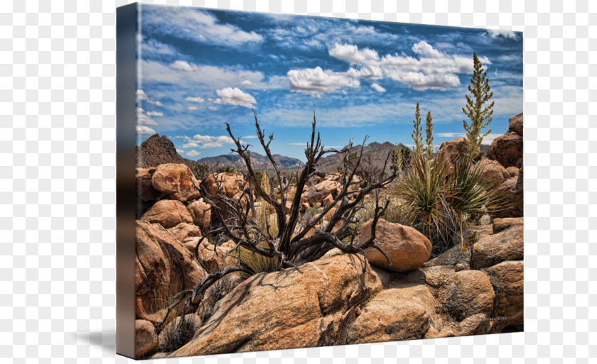 Tree Badlands Shrubland Vegetation Plant Community Wilderness PNG