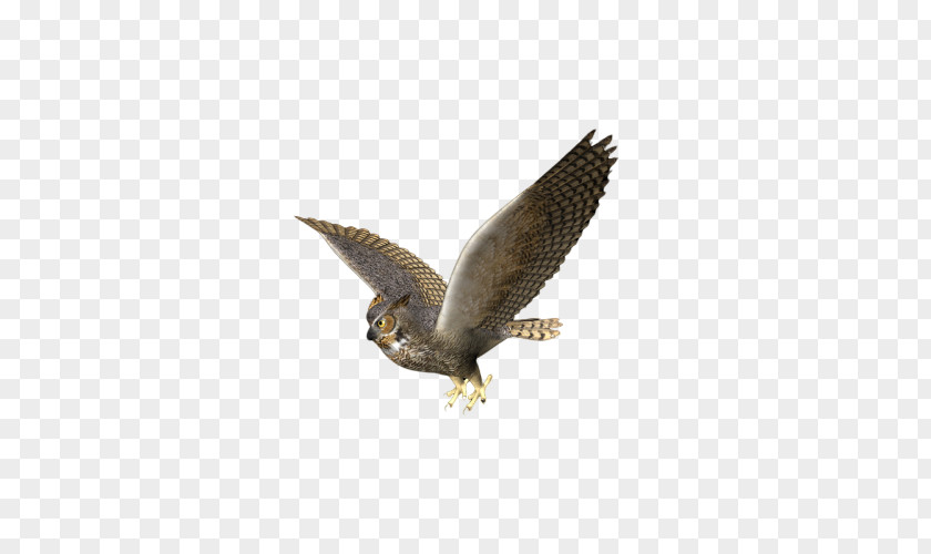 Bird Of Prey Eagle Peregrine Falcon PNG