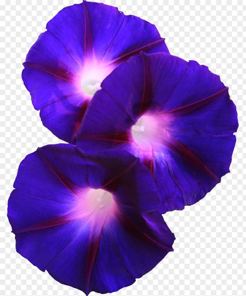 Glory Flower Morning Violet Pansy PNG