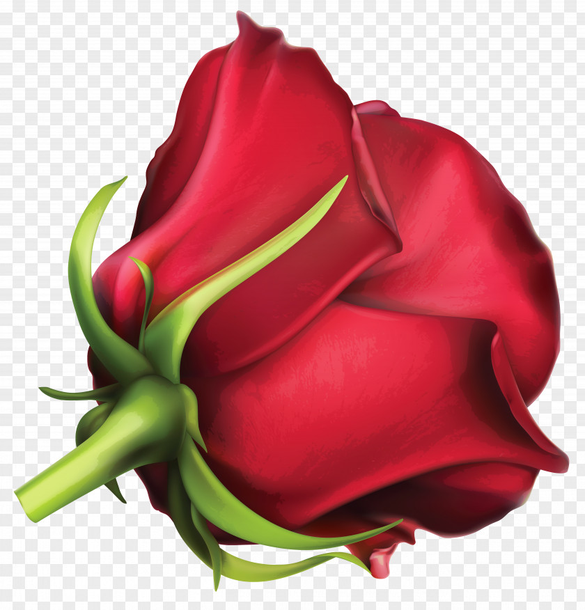 Large Red Rose Clipart Image Garden Roses Cut Flowers Petal PNG