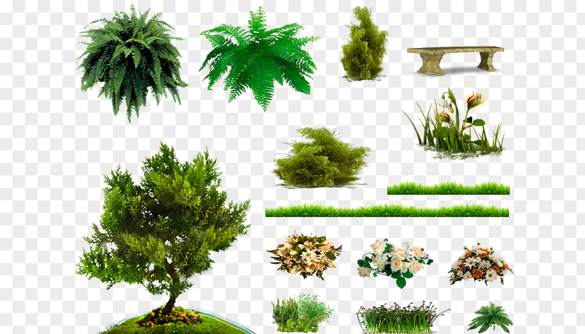 Qutb Minar Pine Family Vegetation Soil Biome Trunk PNG