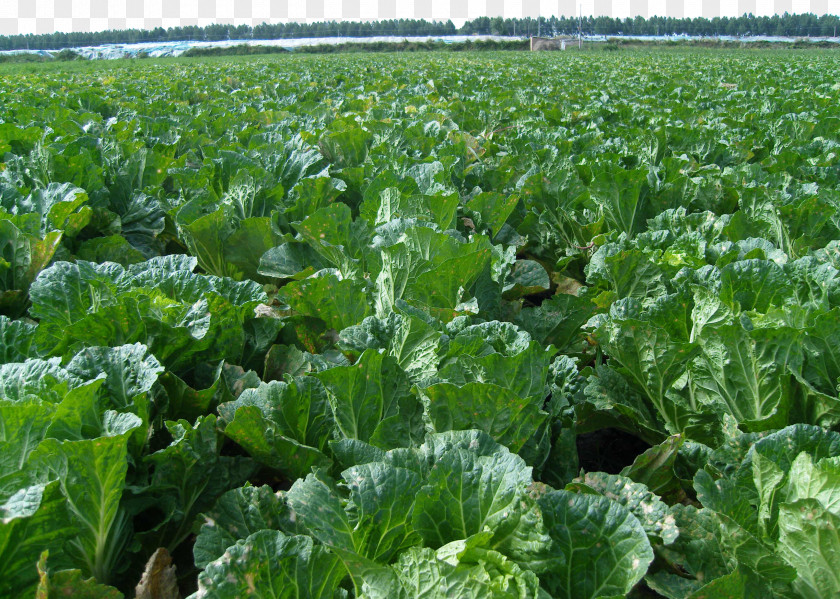 Cabbage Garden Napa Cash Crop Plantation Vegetable Agriculture PNG