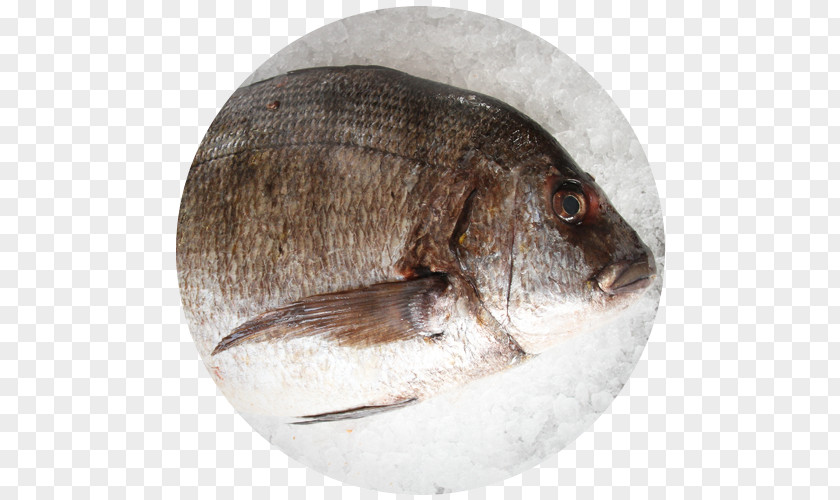 Fish Tilapia Seafood Red Seabream Sargo PNG