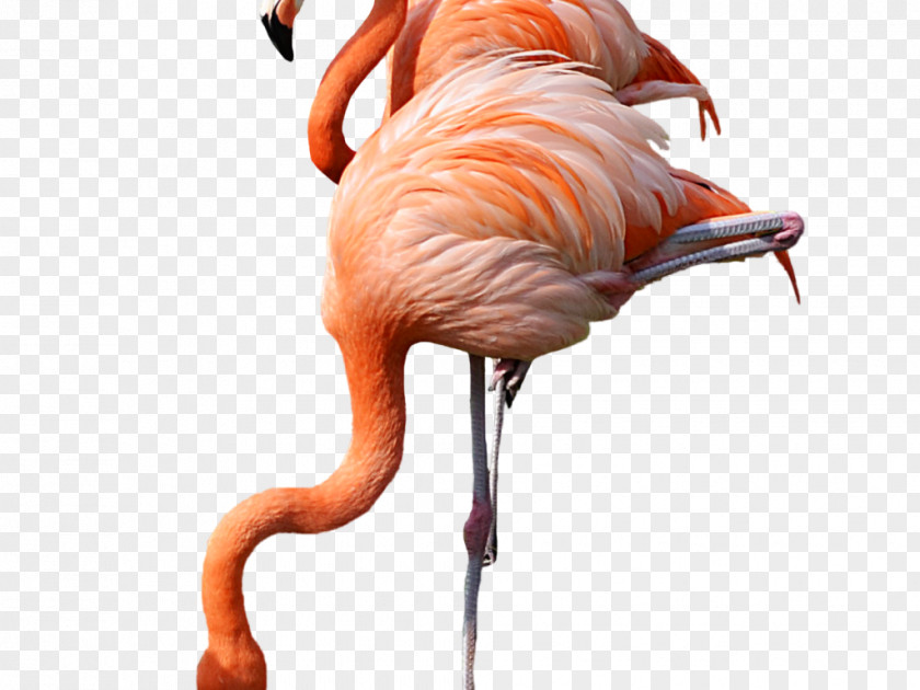 Flamingo Download Clip Art Transparency Image PNG