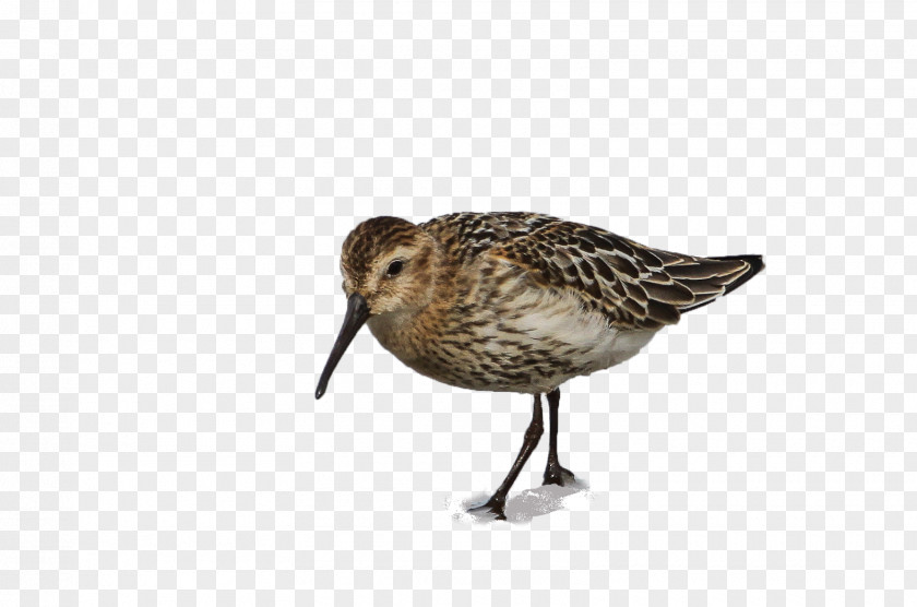 Goose Dunlin Cygnini Dowitchers Duck PNG