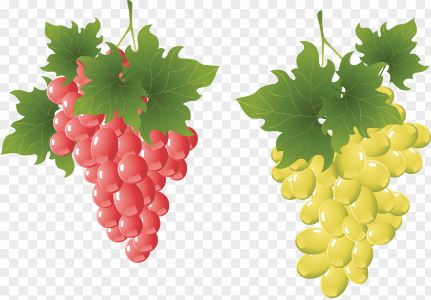 Grape Vine Drawing Clip Art PNG