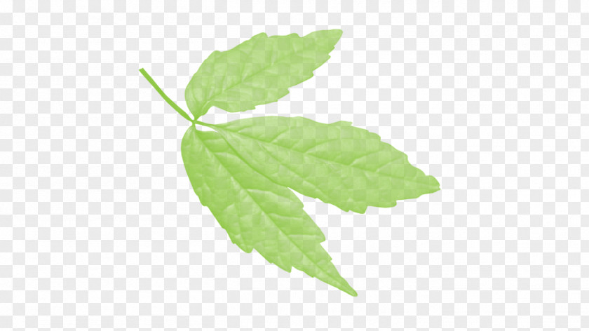 Leaf Deciduous Tree Green Sorbus Commixta PNG