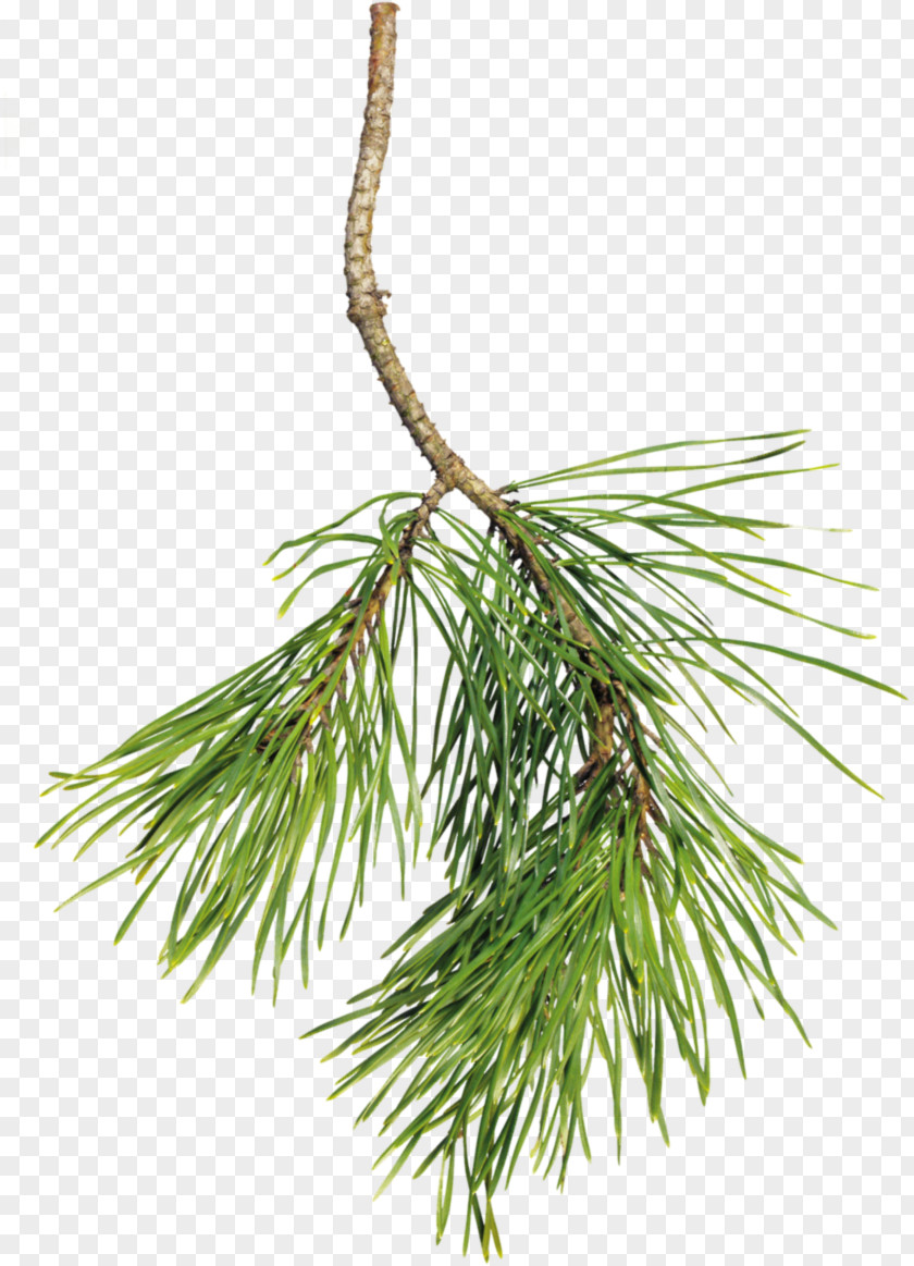 Needle Spruce Pine Raster Graphics Clip Art PNG
