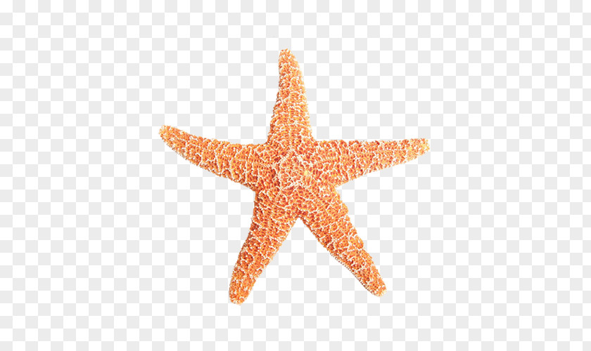 Starfish Sea Amelas Clip Art PNG