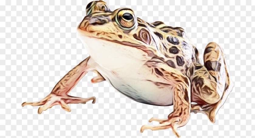 Stimulus True Frog Reptile Organism PNG