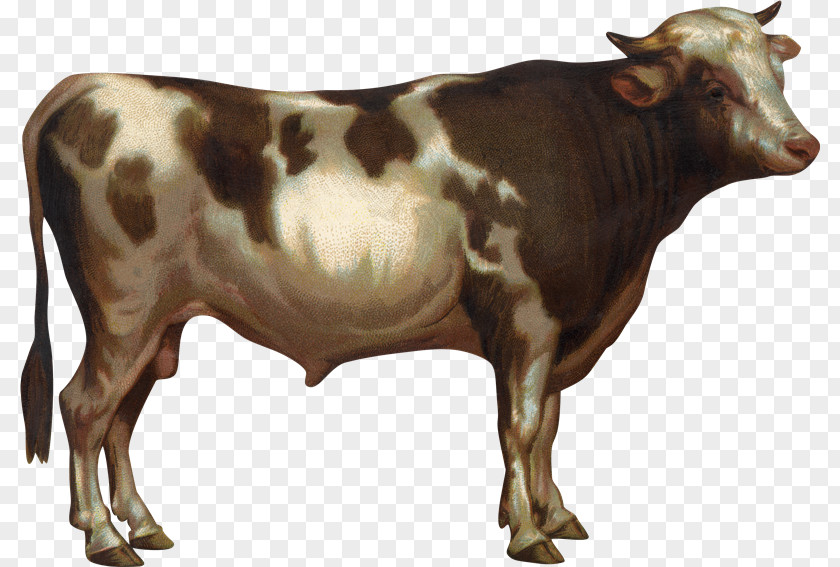Toros Taurine Cattle Drawing Photography Clip Art PNG