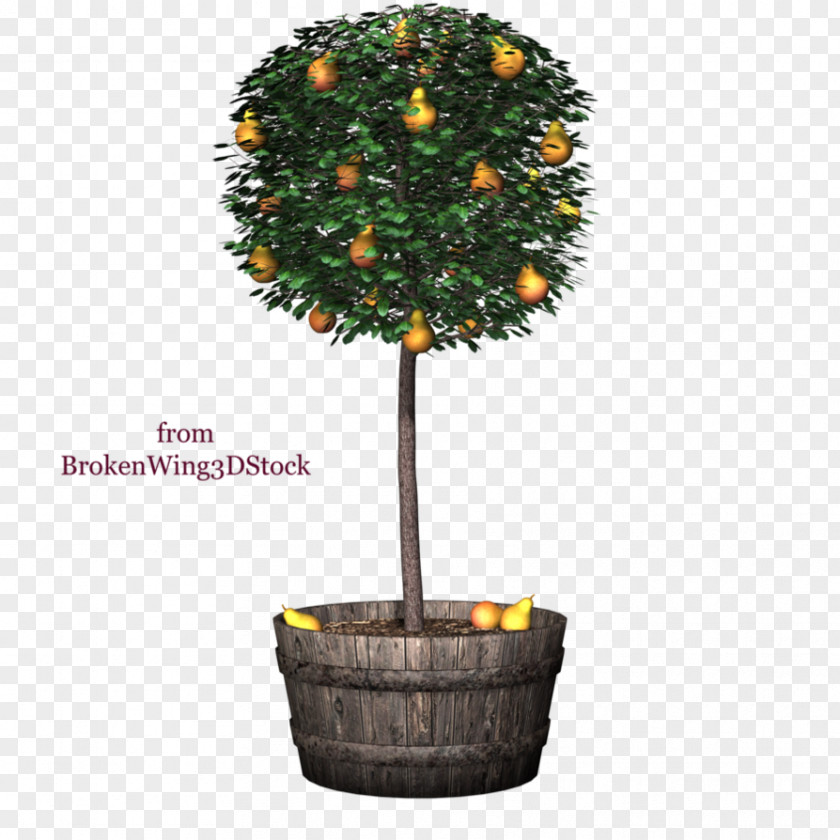 Tree Flowerpot Poinsettia DeviantArt PNG