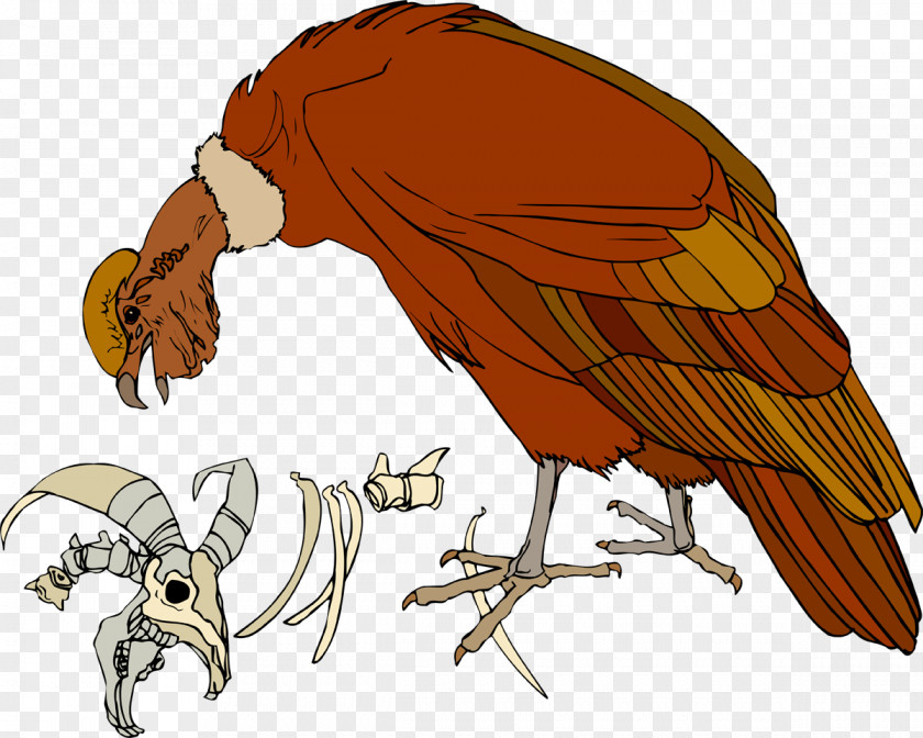 Vulture Bird Of Prey Parrot Chicken Beak PNG