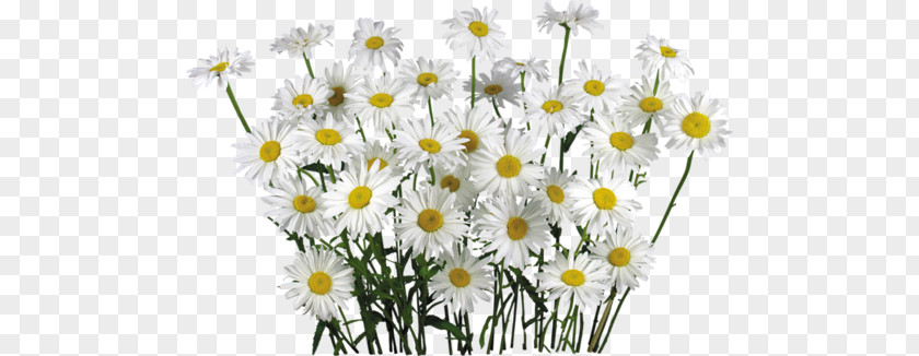 Camomile PNG clipart PNG