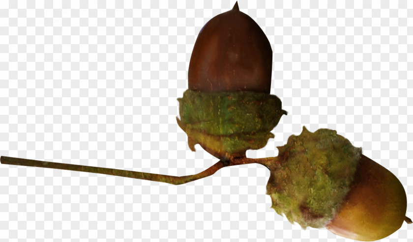 Chestnut Acorn Photography Fruit Clip Art PNG