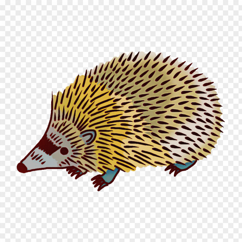 Domesticated Hedgehog Echidnas Cartoon Porcupine PNG