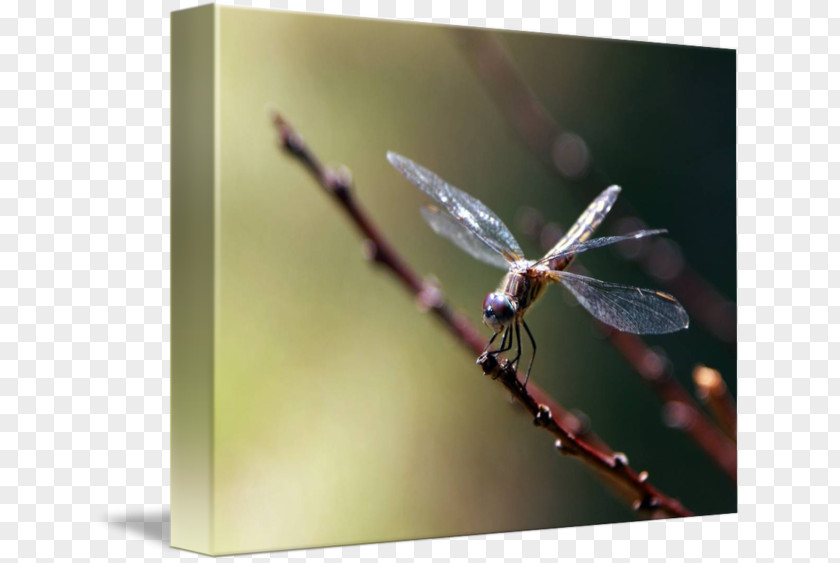 Dragon Fly Insect Dragonfly Invertebrate Arthropod Pest PNG