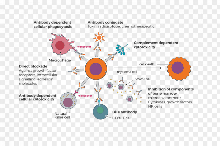 Graphic Design Graphics Macrophage Illustration Immune System PNG