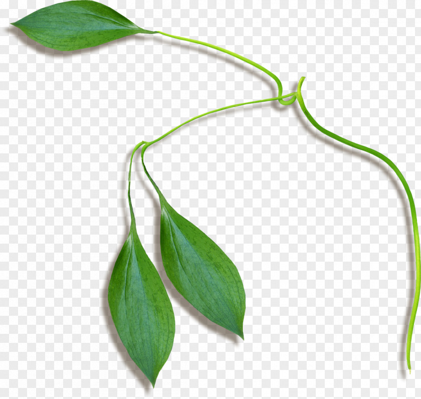 Leaf Plant Stem Flower PNG